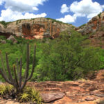 Caatinga: um dos biomas menos protegidos do Brasil