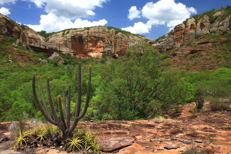 Caatinga: um dos biomas menos protegidos do Brasil