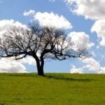 Biomas Brasileiros: Pampa