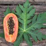 Benefícios do chá de folha de mamão