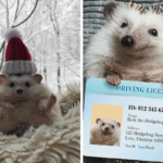 Este ouriço é um companheiro alegre