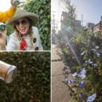 Casal espalha sementes de flores nativas pelas ruas de São Francisco