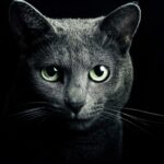 Fatos curiosos que fazem a audição dos felinos ser extremamente aguçada