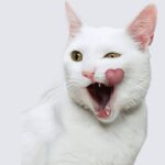 Dicas para que os gatos gostem de você