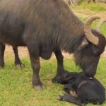 Búfalas de Brotas: 60 filhotes nasceram e animais vão para santuário