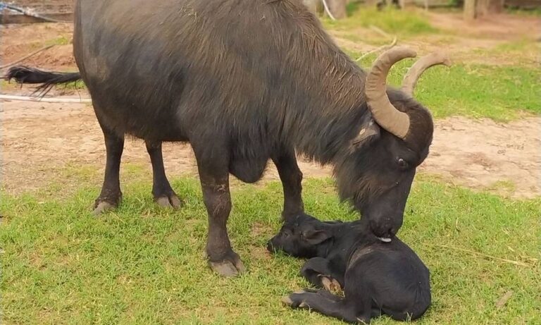 Búfalas de Brotas: 60 filhotes nasceram e animais vão para santuário