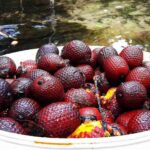 Estudante brasileira cria bioplástico ecológico feito de buriti