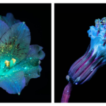 A luz ultravioleta revela a beleza oculta das flores