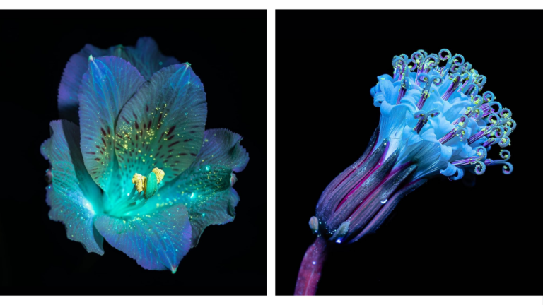 A luz ultravioleta revela a beleza oculta das flores