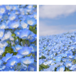 Milhões de ‘Baby Blue Eyes’ florescem neste parque japonês