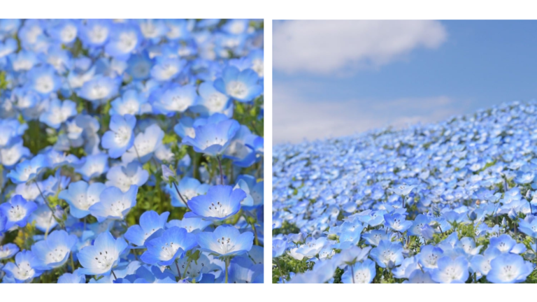 Milhões de ‘Baby Blue Eyes’ florescem neste parque japonês