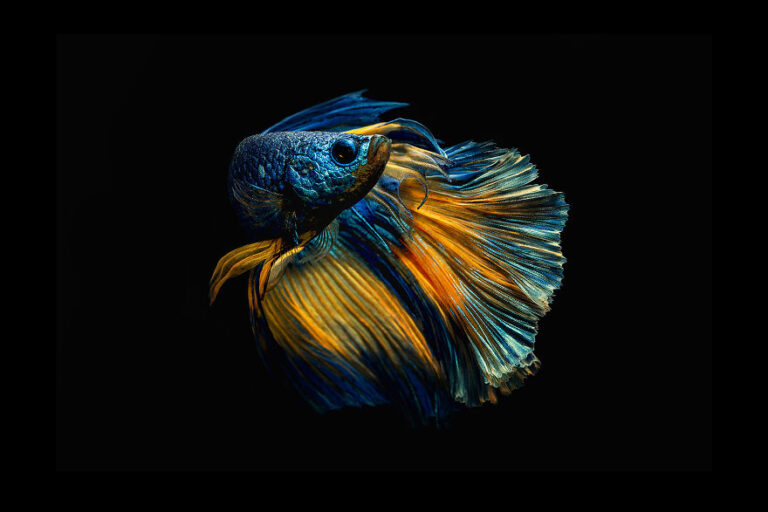 Eu fotografei peixes Betta em todos os tipos de cores e padrões