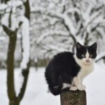 Gato frajola: conheça as características desse gato