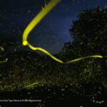 Veja como bilhões de vagalumes iluminam simultaneamente uma reserva natural