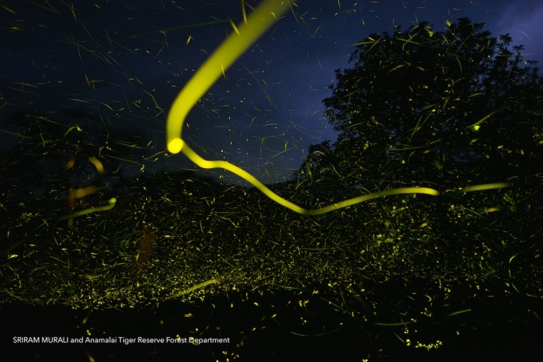 Veja como bilhões de vagalumes iluminam simultaneamente uma reserva natural