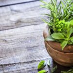 SUS disponibiliza plantas medicinais da agroecologia