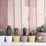 Dicas para deixar seus cactos felizes