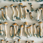 Cogumelos melhoram habilidade psicomotora de pessoas