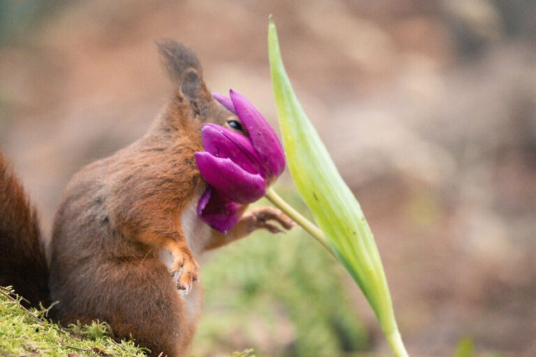 Artistas capturam pássaros e esquilos ao lado de flores