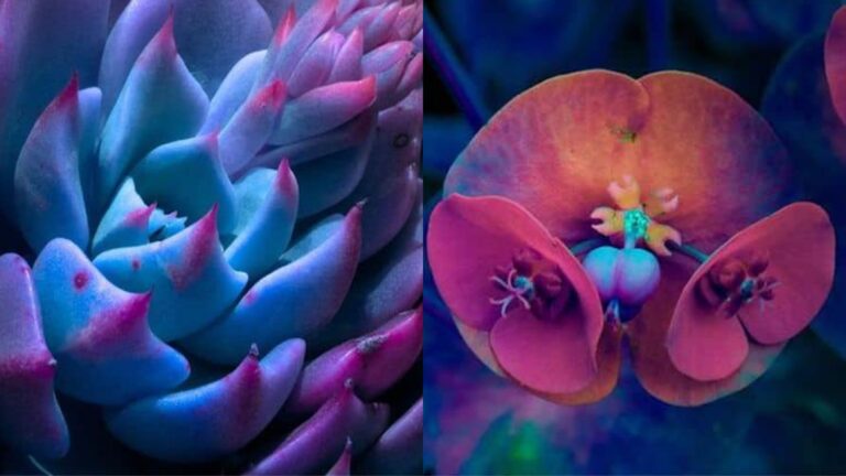 Fotógrafo revela a beleza psicodélica das plantas à noite