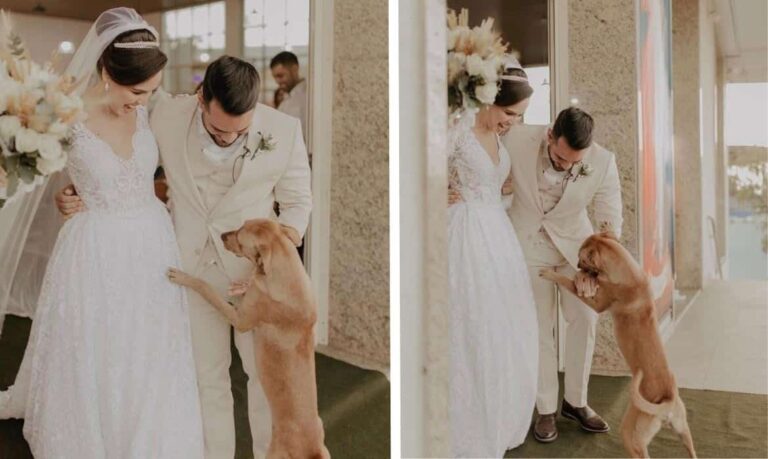 Recém-casados ​​adotam o cão que invadiu seu casamento