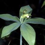 Orquídea que se acreditava estar extinta há 120 anos é redescoberta