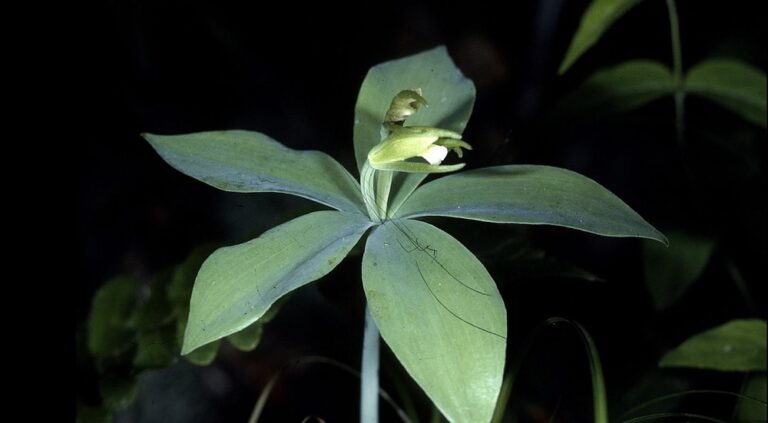 Orquídea que se acreditava estar extinta há 120 anos é redescoberta