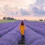 Um conto de fadas de lavanda