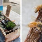Santuário de água personalizado para abelhas