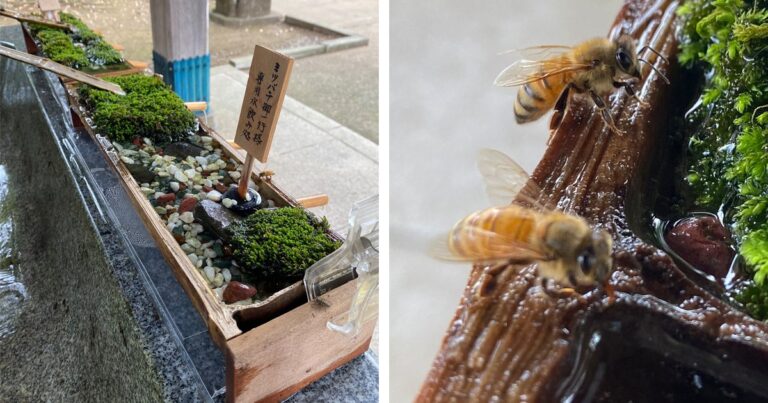 Santuário de água personalizado para abelhas