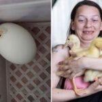 Mulher compra ovos e é surpreendida com nascimento de patinhos