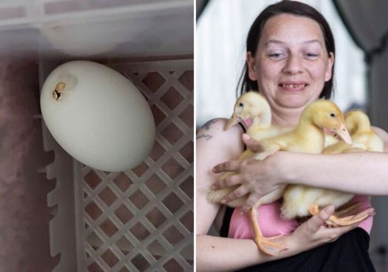 Mulher compra ovos e é surpreendida com nascimento de patinhos