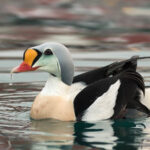 Aves do Ártico: pássaros exóticos e aves marinhas que capturei