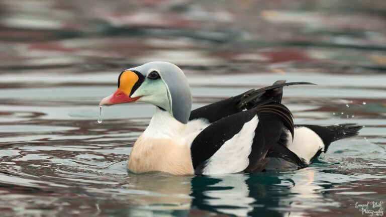 Aves do Ártico: pássaros exóticos e aves marinhas que capturei