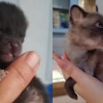 Mulher cria animal selvagem pensando ser filhote de cachorro