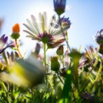 Vila inglesa usa flores para combater o excesso de velocidade
