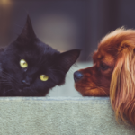 Saiba onde castrar gatos e cães gratuitamente em SP