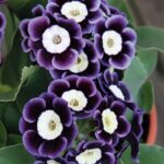 Prímula – A flor da Primavera e Portadora de boas novas