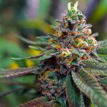 Justiça autoriza brasileira a plantar cannabis para tratar insônia e ansiedade