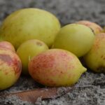 Brasileiras criam xampu natural e sustentável a partir da mangabeira