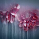 Fotos românticas capturam flores delicadas