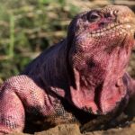 Após décadas de procura, bebês iguanas rosa são encontrados