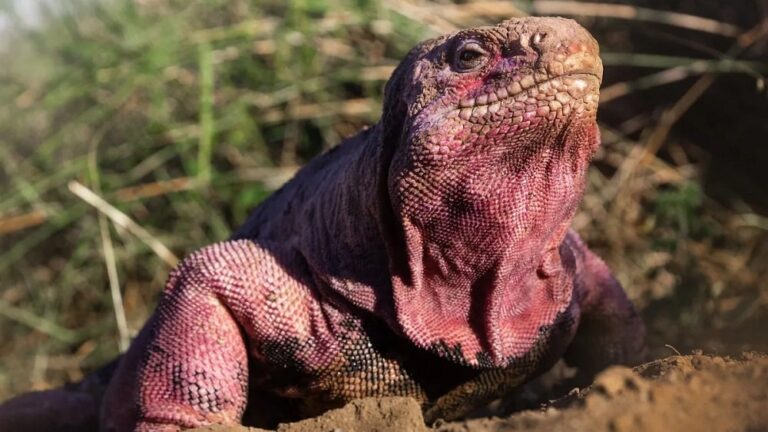 Após décadas de procura, bebês iguanas rosa são encontrados