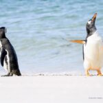 Vencedores do Comedy Wildlife Photography Awards de 2022