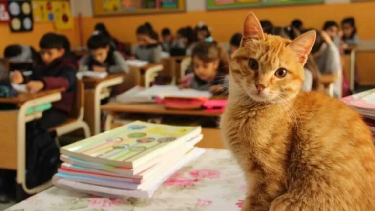 Nesta escola, as crianças dividem carteiras com gatos abandonados