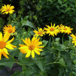 Aprenda a fazer creme de arnica natural e caseiro