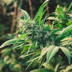 Os benefícios do CBG na rotina de skin care