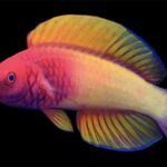 Este peixe nasce fêmea e torna-se macho