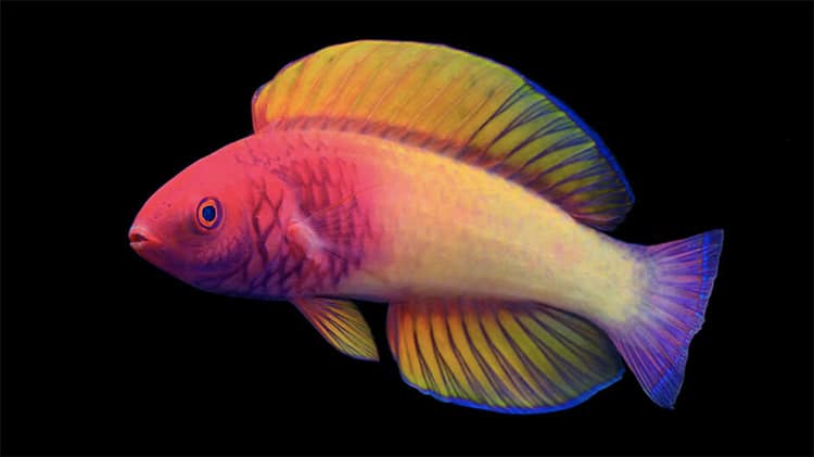 Este peixe nasce fêmea e torna-se macho