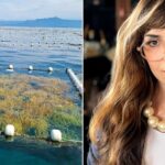 Estilista desenvolve fibra têxtil usando algas vermelhas